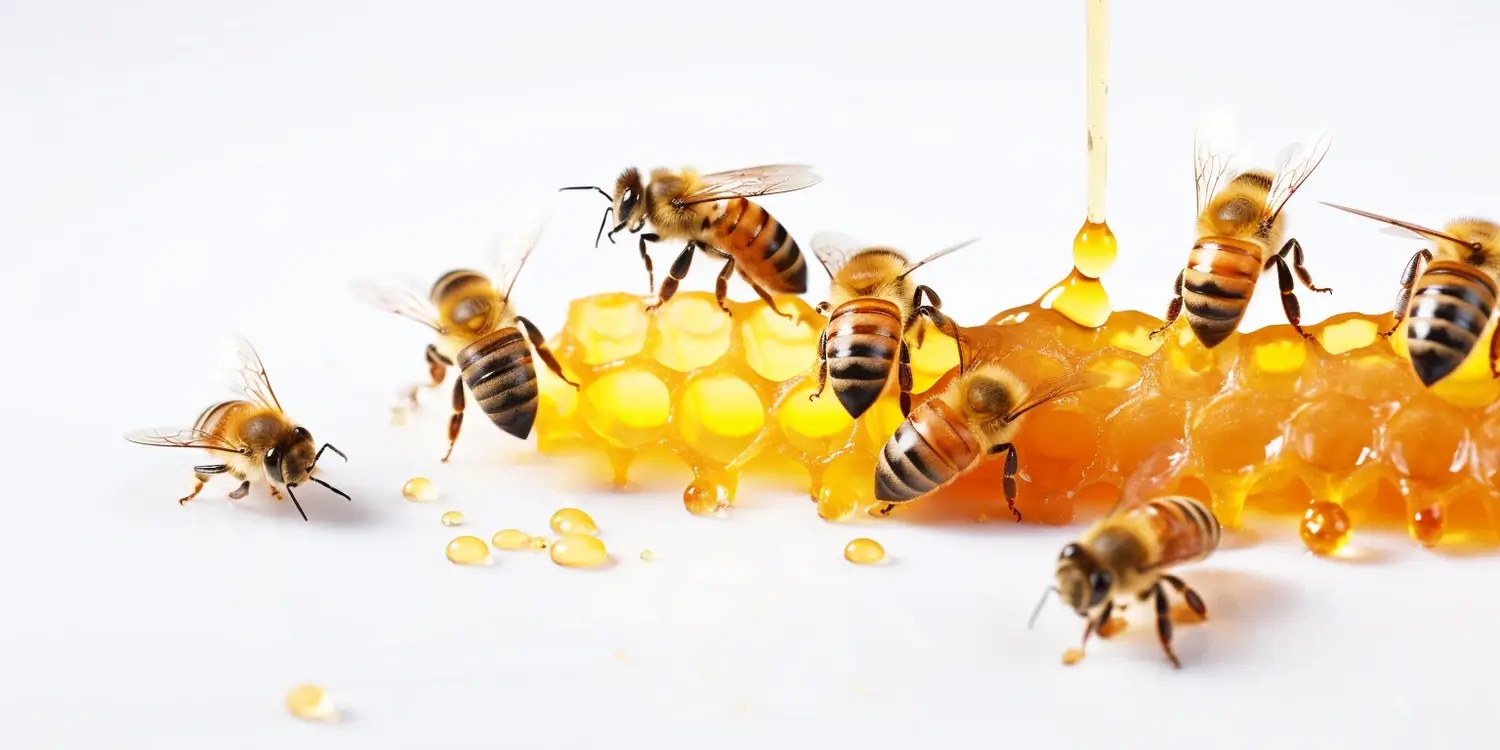 Jak powstaje miód wrzosowy?